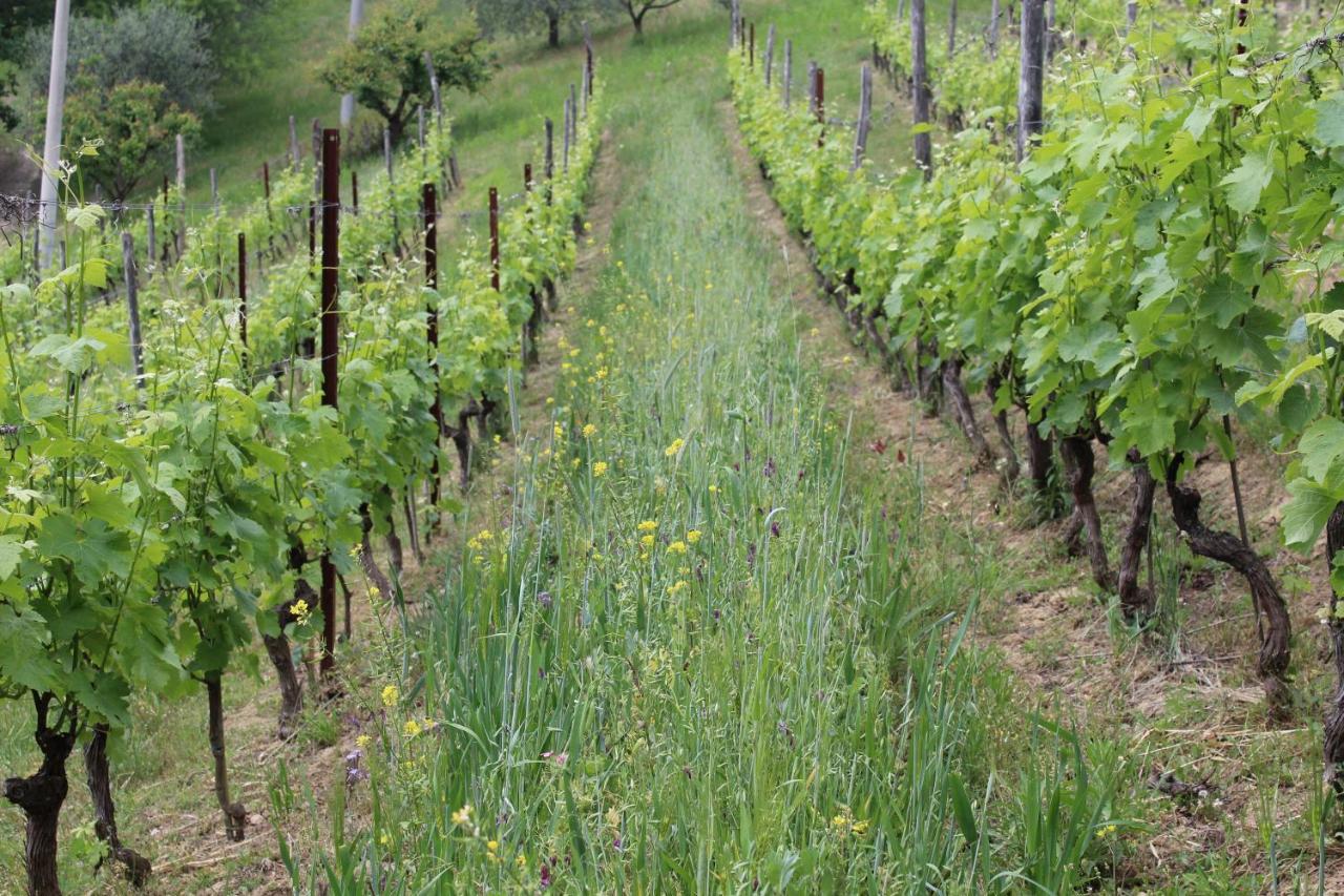 Agriturismo La Rovere Cossano Belbo Dış mekan fotoğraf